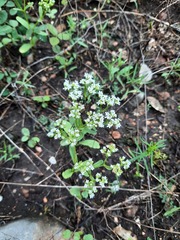 Valerianella amarella