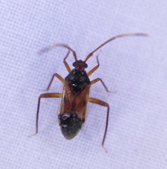Eustictus
