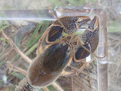 Procambarus rogersi