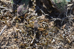 Spilostethus trilineatus