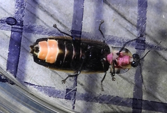 Pyractomena borealis