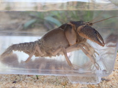 Procambarus rogersi