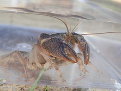 Procambarus rogersi