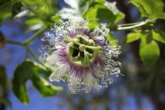 Passiflora edulis edulis