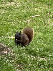 Sciurus carolinensis