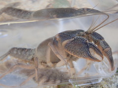 Procambarus rogersi