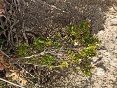 Arcytophyllum thymifolium