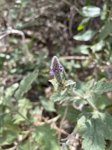 iNaturalist observation photo of western vervain