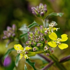 Erysimum crepidifolium