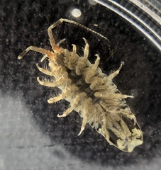 Synidotea laticauda