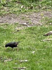 Sturnus vulgaris