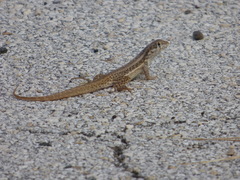 Leiocephalus raviceps