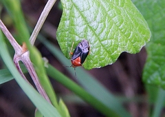 Neocapsus