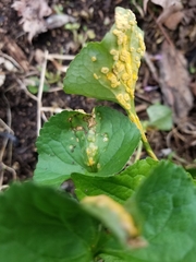 Puccinia lagenophorae