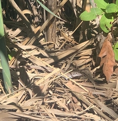 Aspidoscelis gularis