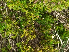 Arcytophyllum thymifolium