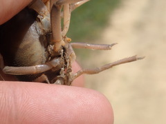 Procambarus rogersi