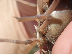 Procambarus rogersi