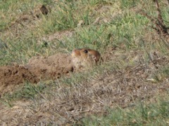 Ctenomys