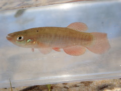 Fundulus cingulatus