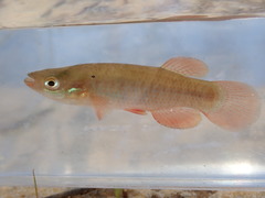 Fundulus cingulatus