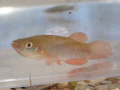 Fundulus cingulatus