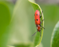 Pelonides quadrinotata