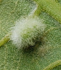 Macrodiplosis niveipila