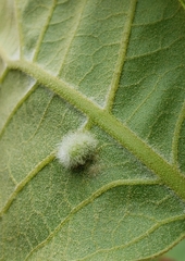 Macrodiplosis niveipila