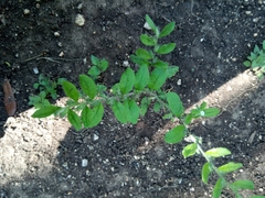 Lithospermum matamorense