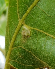 Macrodiplosis niveipila