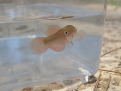 Fundulus cingulatus