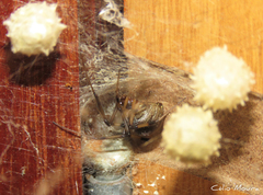 Latrodectus geometricus