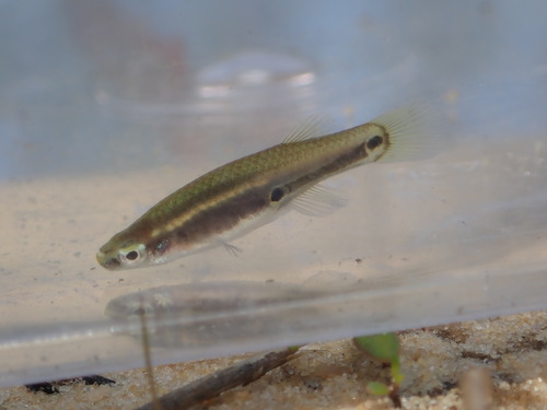 Pygmy killifish (Leptolucania ommata) — Fundulidae — 4