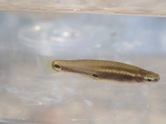 Leptolucania ommata