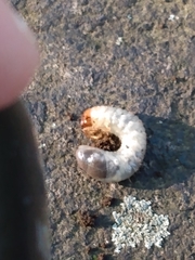 Scarabaeidae