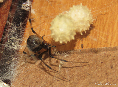 Latrodectus geometricus