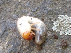 Scarabaeidae