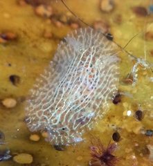 Corambe pacifica