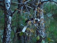 Cyanocorax dickeyi