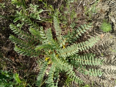Astragalus boreoafricanus image