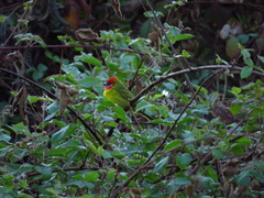 Piranga erythrocephala