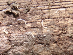 Macrosternodesmidae