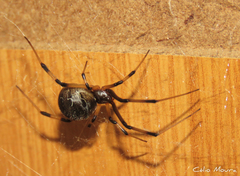 Latrodectus geometricus
