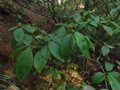 Cornus disciflora