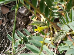 Astragalus boreoafricanus image