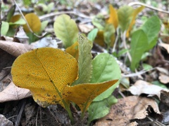 Rossmanomyces pyrolae