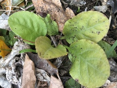 Rossmanomyces pyrolae