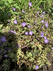 Phacelia glabra