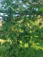 Vachellia seyal